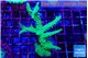 Acropora green & purple tip 6-9 cm WYSIWYG acclimaté