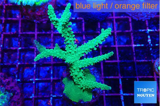 Acropora green & purple tip 6-9 cm WYSIWYG acclimaté