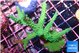 Acropora green & purple tip 6-9 cm WYSIWYG acclimaté