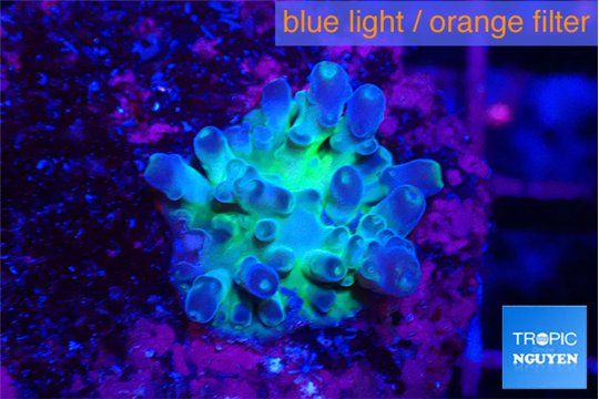 Acropora green & blue Fijii 1-2 cm WYSIWYG acclimaté