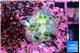Acropora green & blue Fijii 1-2 cm WYSIWYG acclimaté