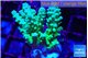 Acropora green & blue Fijii 2-4 cm WYSIWYG acclimaté