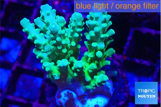 Acropora green & blue Fijii 2-4 cm WYSIWYG acclimaté