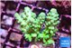 Acropora green & blue Fijii 2-4 cm WYSIWYG acclimaté
