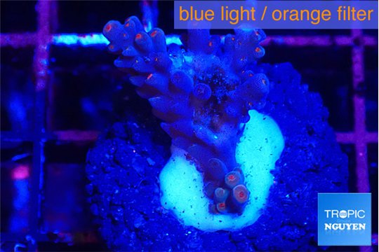 Acropora cherry polyps 2-3 cm WYSIWYG acclimaté