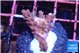 Acropora cherry polyps 2-3 cm WYSIWYG acclimaté