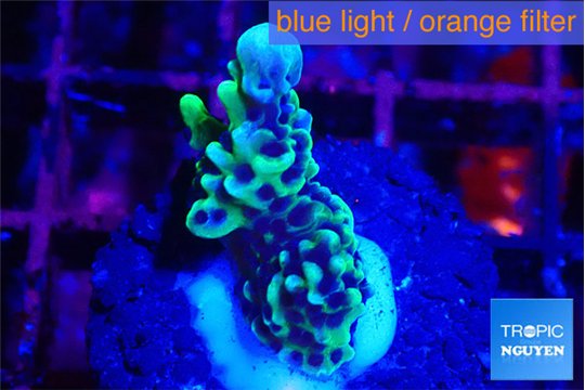 Montipora green & purple polyps 1-2 cm WYSIWYG acclimaté