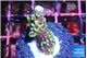 Montipora green & purple polyps 1-2 cm WYSIWYG acclimaté