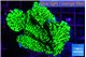 Montipora green 3-4 cm WYSIWYG acclimaté