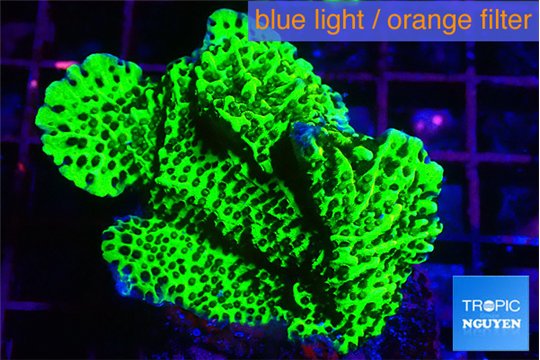 Montipora green 3-4 cm WYSIWYG acclimaté