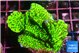Montipora green 3-4 cm WYSIWYG acclimaté