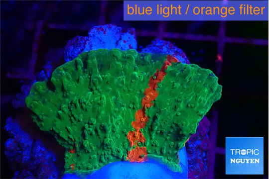 Montipora graphted 2-3 cm WYSIWYG acclimaté