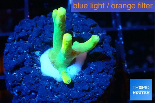 Acropora caroliniana banana 1-2 cm WYSIWYG acclimaté