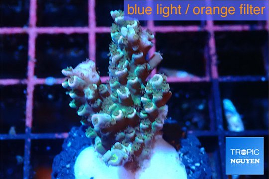 Acropora green ice 2-3 cm WYSIWYG acclimaté