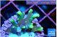 Acropora caroliniana banana 1-2 cm WYSIWYG acclimaté