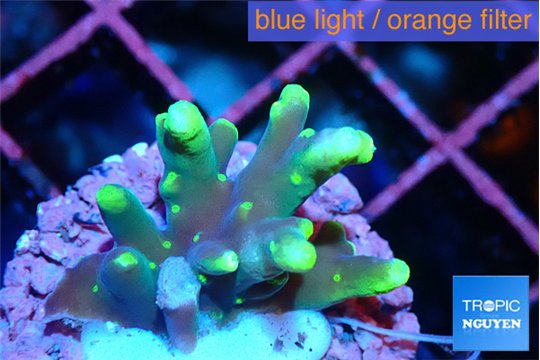 Acropora caroliniana banana 1-2 cm WYSIWYG acclimaté