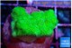 Pocillopora verrucosa toxic green 2 cm WYSIWYG acclimaté