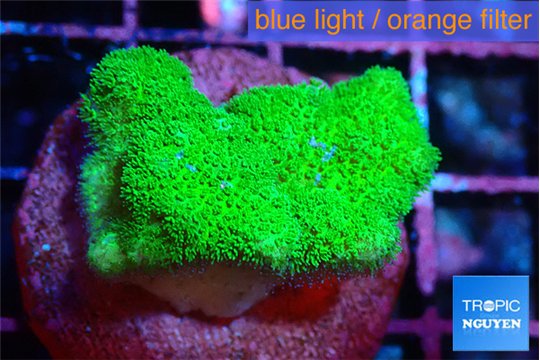 Pocillopora verrucosa toxic green 2 cm WYSIWYG acclimaté