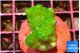 Pocillopora verrucosa toxic green 2 cm WYSIWYG acclimaté