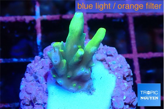 Acropora caroliniana banana 1-2 cm WYSIWYG acclimaté