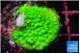 Pocillopora verrucosa toxic green 2 cm WYSIWYG acclimaté