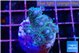 Pocillopora damicornis green & pink tip 2-3 cm WYSIWYG acclimaté