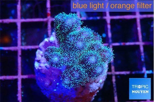 Pocillopora damicornis green & pink tip 2-3 cm WYSIWYG acclimaté