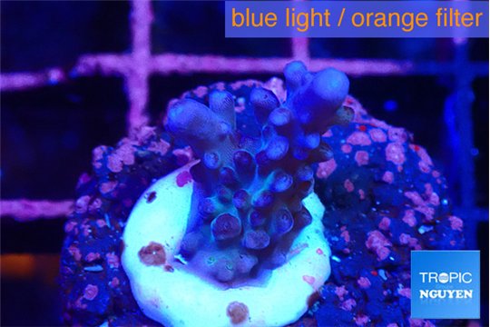 Acropora pink purple table Fijii 1-2 cm WYSIWYG acclimaté