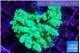 Acropora green 2-3 cm WYSIWYG acclimaté