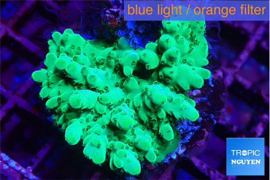 Acropora green 2-3 cm WYSIWYG acclimaté