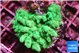 Acropora green 2-3 cm WYSIWYG acclimaté