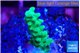 Acropora green 1-2 cm WYSIWYG acclimaté