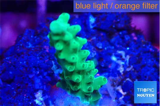 Acropora green 1-2 cm WYSIWYG acclimaté