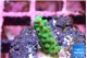 Acropora green 1-2 cm WYSIWYG acclimaté