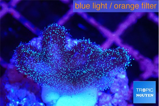 Pocillopora damicornis green & pink tip 1-2 cm WYSIWYG acclimaté