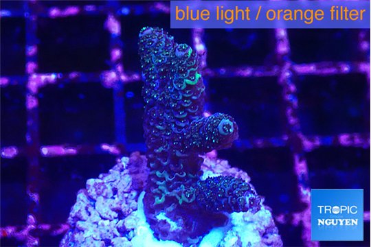 Acropora millepora 2-3 cm WYSIWYG acclimaté