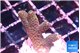 Acropora millepora 2-3 cm WYSIWYG acclimaté