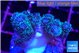 Pocillopora damicornis green & pink tip 2-3 cm WYSIWYG acclimaté