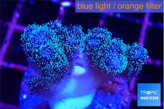 Pocillopora damicornis green & pink tip 2-3 cm WYSIWYG acclimaté