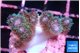 Pocillopora damicornis green & pink tip 2-3 cm WYSIWYG acclimaté
