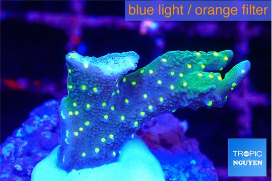 Montipora stellata yellow polyps 1-2 cm WYSIWYG acclimaté