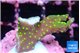 Montipora stellata yellow polyps 1-2 cm WYSIWYG acclimaté