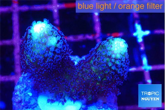 Stylophora milka 2-3 cm WYSIWYG acclimaté