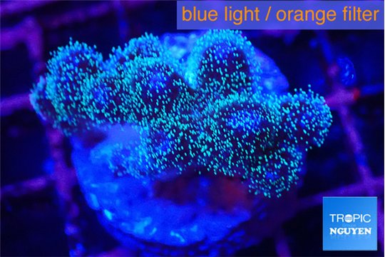 Pocillopora damicornis green & pink tip 2-3 cm WYSIWYG acclimaté