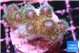 Pocillopora damicornis green & pink tip 2-3 cm WYSIWYG acclimaté