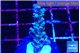 Acropora tenuis purple blue 2-3 cm WYSIWYG acclimaté