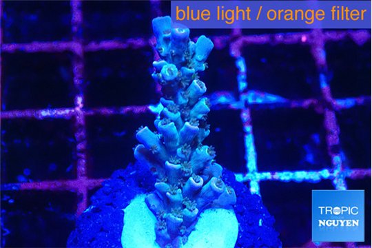 Acropora tenuis purple blue 2-3 cm WYSIWYG acclimaté