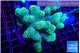 Stylophora green 7-10 cm WYSIWYG acclimaté