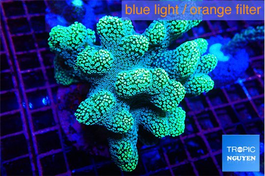 Stylophora green 7-10 cm WYSIWYG acclimaté