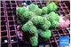 Stylophora green 7-10 cm WYSIWYG acclimaté